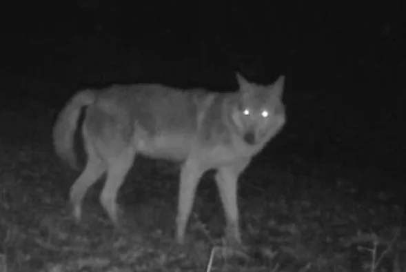 Минприроды подтвердило появление волчьей стаи в заповеднике «Утриш»