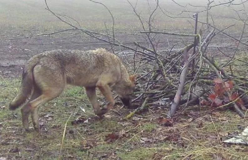 Минприроды подтвердило появление волчьей стаи в заповеднике «Утриш»