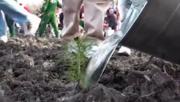 Высадка деревьев в Новороссийске