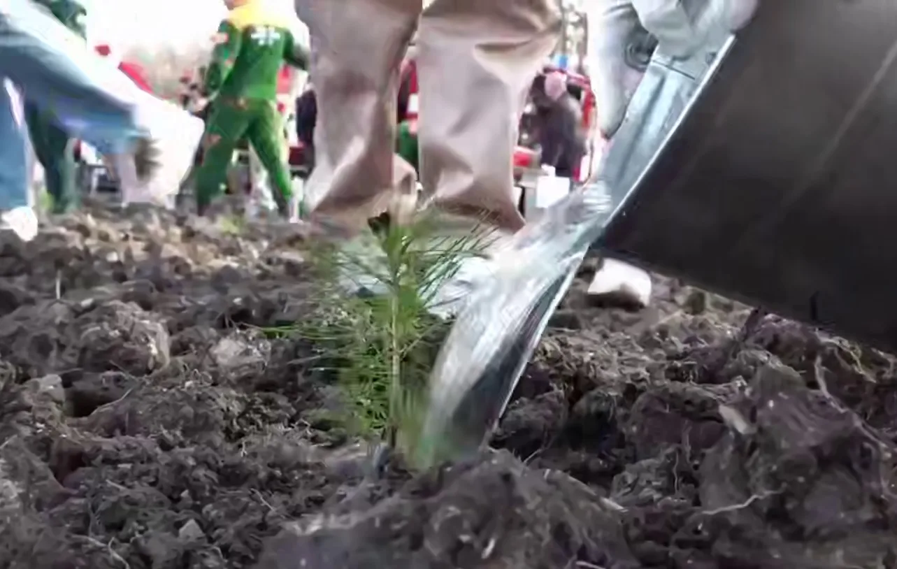 Высадка деревьев в Новороссийске