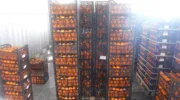 Уничтожение санкционных мандаринов из Кипра в Новороссийске
